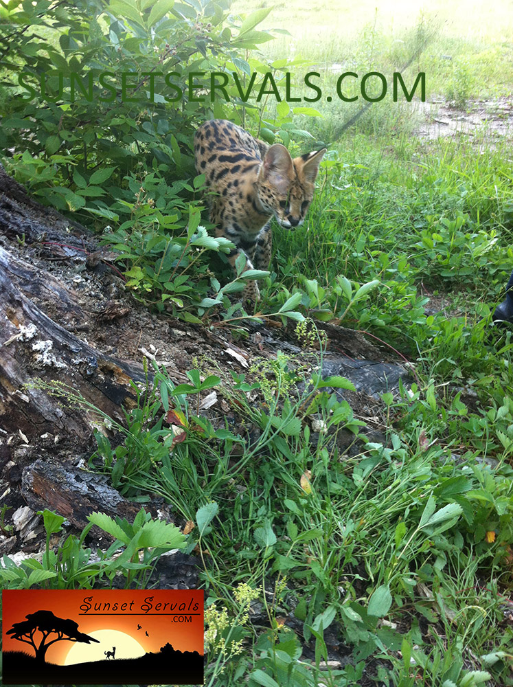 serval cat kitten available canada ontario united states worldwide savannah f1 f2 f3 f4 f5 f6 caracal